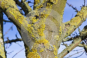 Green lichen covered the tree