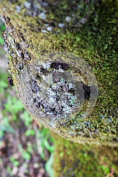 Green lichen growing on overhanging rocks photo