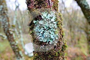 Green lichen growing on tree trunk