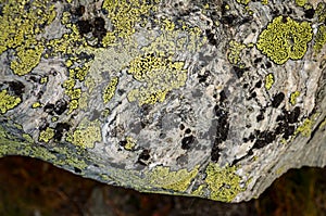 green lichen grown on grey rock texture