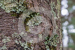 Green Lichen and Moss Layered on a Tree in the Forest