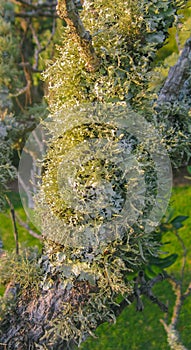 Green lichen and moss on stem of tree