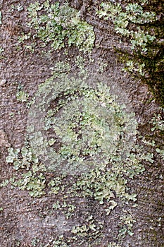 Green Lichen and Moss on a Tree Bark Background