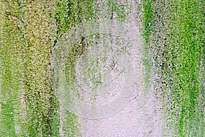 Green lichen On the old gray cement floor