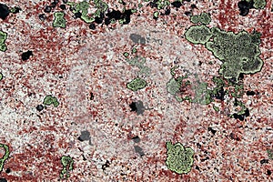 Green lichen on pink granite stone. Abstract natural background.