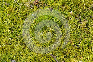 Green lichen texture in spring forest. Macro shot of green moss in forest