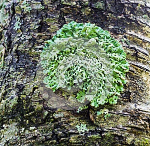 Green lichen on a tree trunk