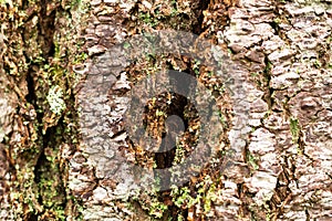 Lichen on white pine bark texture