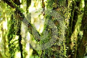 Green lichens grow on a humid and cold hilltop tree in a forest