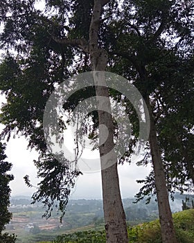 Green Life: Exploring Nature & Trees photo