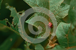 Green Life with Lady Bug photo