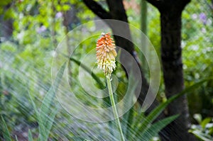 Green life. water for flower of knofofiya flowerbed. Kniphofia flower. villatic holiday season, suburban. watering summer garden.