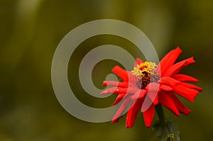 Green Life with Zinnia Flower photo