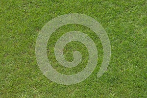 Green light grass lawn surface background texture natural nature