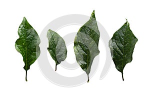 Green lilac (Syringa vulgaris) leaves isolated on white background