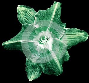 Green Lilia flower on black isolated background with clipping path. Closeup. For design. View from above.