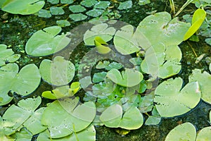 Green lilly pads cover the surface of a pond