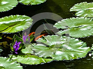 Green lilly pads floating on a dark fish pond