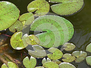 Green Lilly Pads in Water