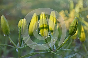 Green Lily buds in raindrops illuminated by the sun