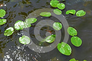 Green lily leaves in water. Aquatic plants. Lakes and rivers. Midday glare on the water.