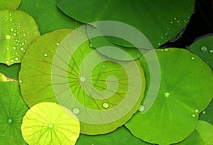 Green lily pads with dew