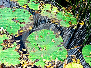 Green Lily Pads with Grasses