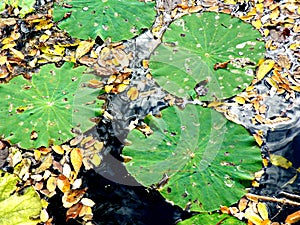 Green Lily Pads with Leaves in Water