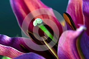 Green Lily Stamen