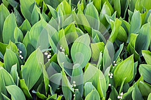 Green lily of the valley flower bushes in garden