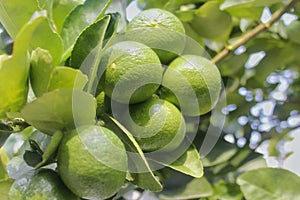 Green lime on the braanches.