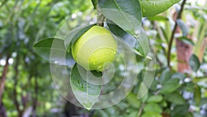 Green lime, Green lemon with water droplets hanging on tree