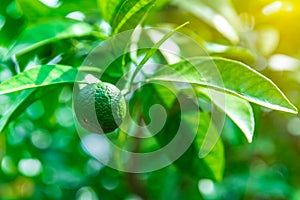 Green lime on a tree on a farm