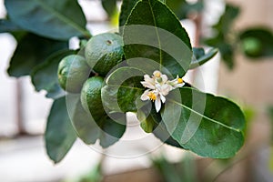 Green lime tree sour Lemon in the garden, Thailand