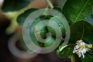 Green lime tree sour Lemon in the garden. Thailand