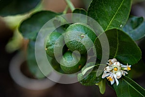 Green lime tree sour Lemon in the garden. Thailand