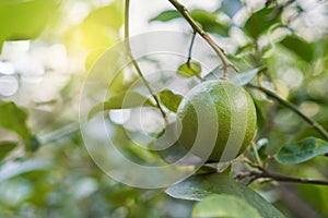 Green limes hanging on tree.