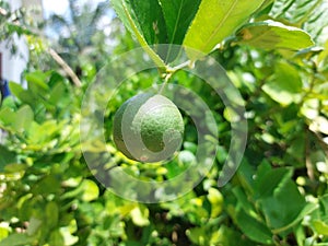 Green limes hanging on tree under the sunlight