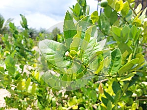 Green limes hanging on tree under the sunlight