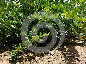 Green limes hanging on tree under the sunlight