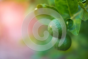 Green limes lemon hanging on the lime tree branch