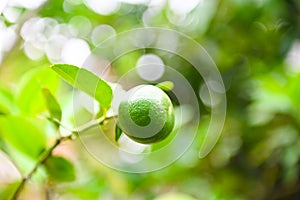 Green limes on a tree, Fresh lime citrus fruit high vitamin C in the garden farm agricultural with nature green blur background at