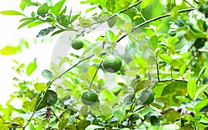 Green limes on a tree, Fresh lime citrus fruit high vitamin C in the garden farm agricultural with nature green blur background at