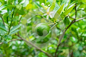 Green limes on a tree in the garden