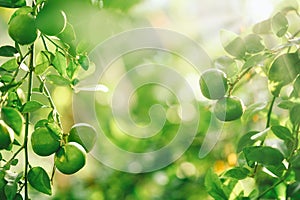 Green limes tree in the garden with daylight