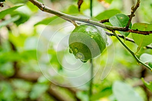 Green limes on a tree. Lime is a hybrid citrus fruit, which is typically round  containing acidic juice vesicles. Limes are