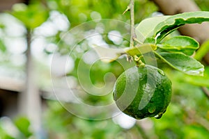 Green limes on a tree. Lime is a hybrid citrus fruit, which is typically round  containing acidic juice vesicles. Limes are