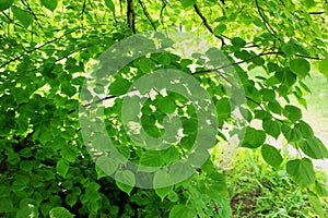 Green linden tree leaves in the park in summer season in the daytime.