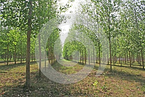 Green lined tree farming