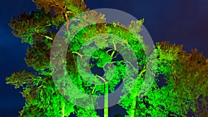 Green lit tree at twilight